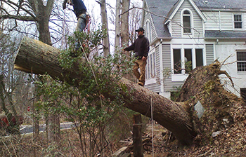 Storm Damage