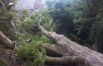 Storm Damage