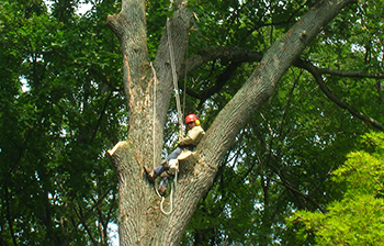 Storm Damage