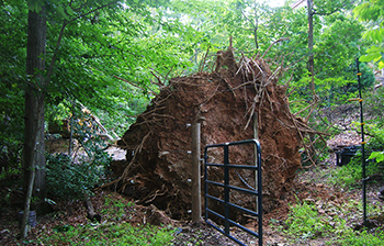 Storm Damage