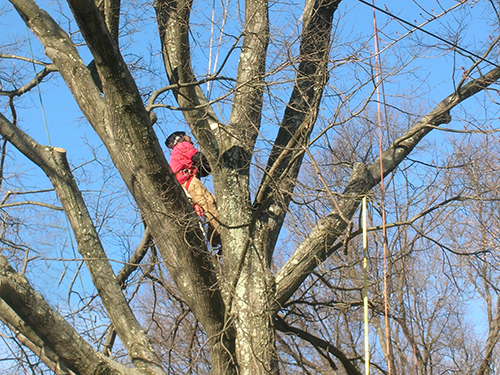 Pruning Services