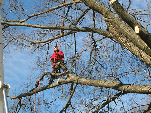 Pruning Services