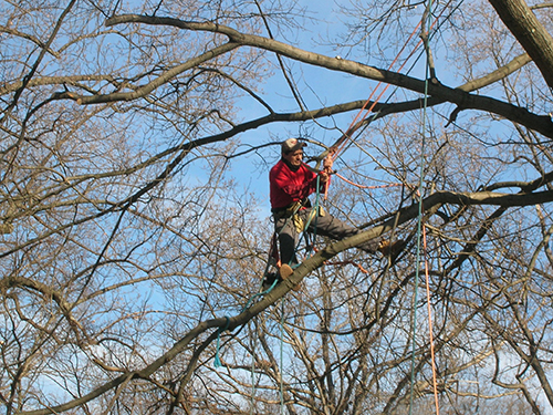 Pruning Services