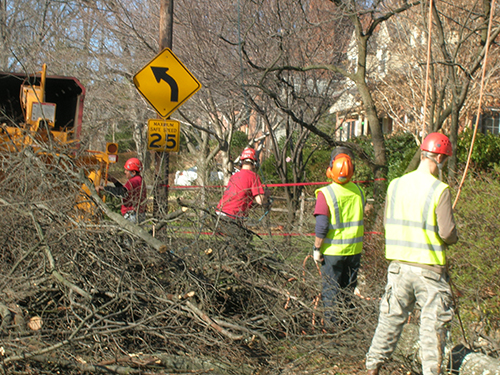 Pruning Services