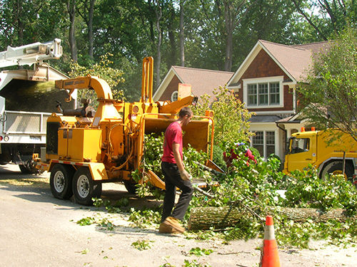 Pruning Services