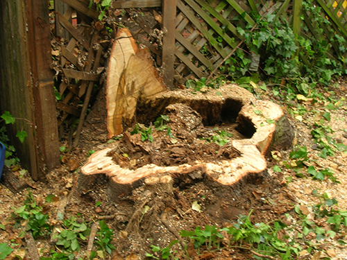 Tree Removal and Stump Grinding